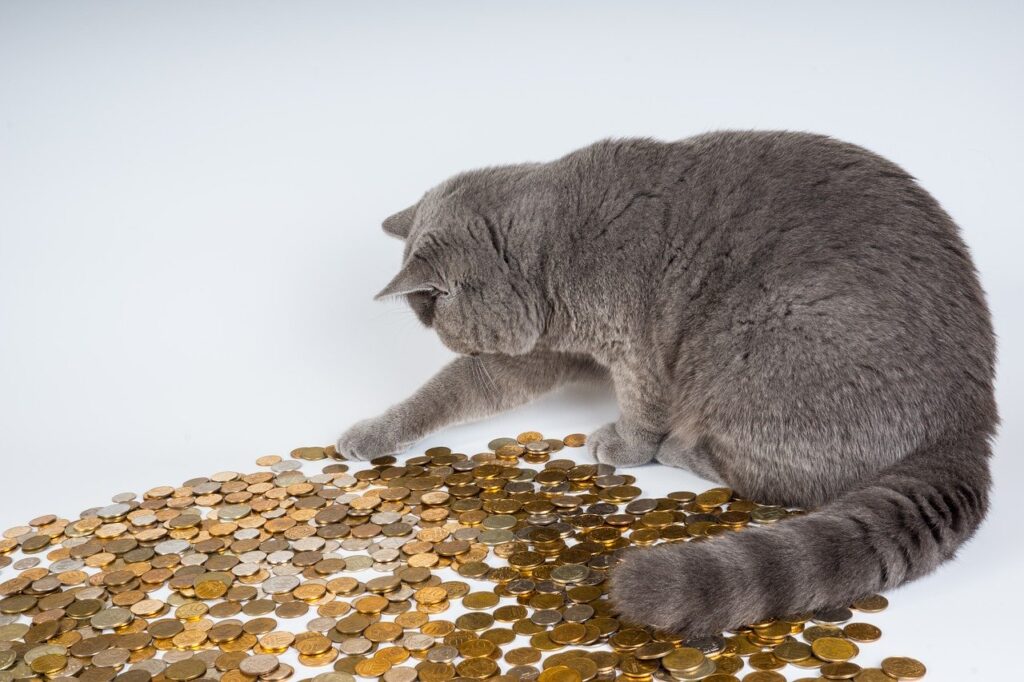 חתול שומר על כסף